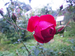 CIMG0037a.jpg