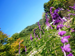 CIMG0481a.jpg