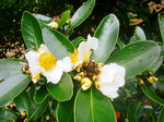 CIMG0533a.jpg