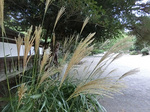 CIMG0625jpga.jpg