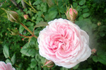 CIMG0799a.jpg