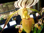 CIMG0964a.jpg