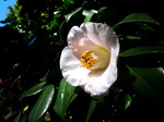 CIMG1132a.jpg
