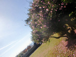 CIMG1473a.jpg