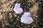 CIMG2921a.jpg