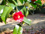 CIMG3838a.jpg