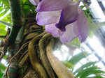 CIMG4238a.jpg