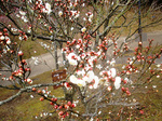 CIMG4781a.jpg