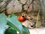CIMG4783a.jpg