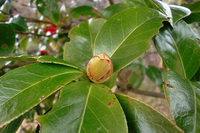 CIMG5452a.jpg
