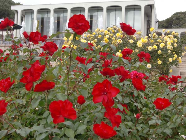 色鮮やかな赤 紅色のバラをどうぞ 王侯貴族のバラ園ほか 神戸市立須磨離宮公園ブログ
