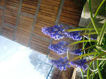 CIMG6389a.jpg