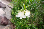 CIMG6464a.jpg
