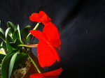 CIMG6580a.jpg