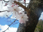 CIMG6856a.jpg