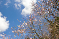 CIMG6988a.jpg