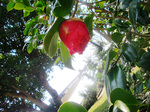 CIMG7006a.jpg