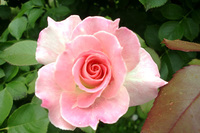 CIMG7035a.jpg