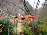 CIMG7067a.jpg