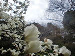 CIMG7261a.jpg