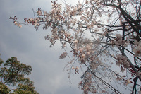 CIMG7300a.jpg