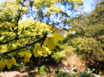 CIMG7405a.jpg