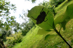 CIMG7480a.jpg