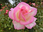 CIMG7587a.jpg