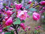 CIMG7855a.jpg