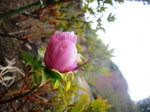 CIMG7904a.jpg
