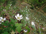 CIMG7989a.jpg