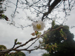 CIMG8007a.jpg
