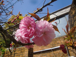 CIMG8088a.jpg