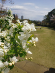 CIMG8095a.jpg