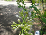 CIMG8112a.jpg
