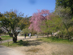 CIMG8118a.jpg