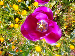 CIMG8154a.jpg