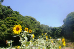 CIMG8184a.jpg