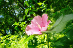 CIMG8236a.jpg