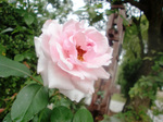 CIMG8311a.jpg