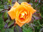 CIMG8329a.jpg