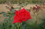 CIMG8631a.jpg