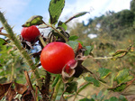 CIMG8685a.jpg