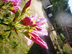 CIMG8715a.jpg