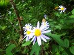 CIMG8923a.jpg