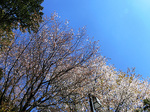 CIMG9158a.jpg