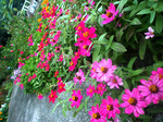 CIMG9171a.jpg
