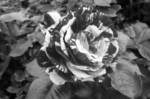 CIMG9448a.jpg