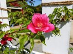 CIMG9477a.jpg