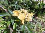 CIMG9481a.jpg